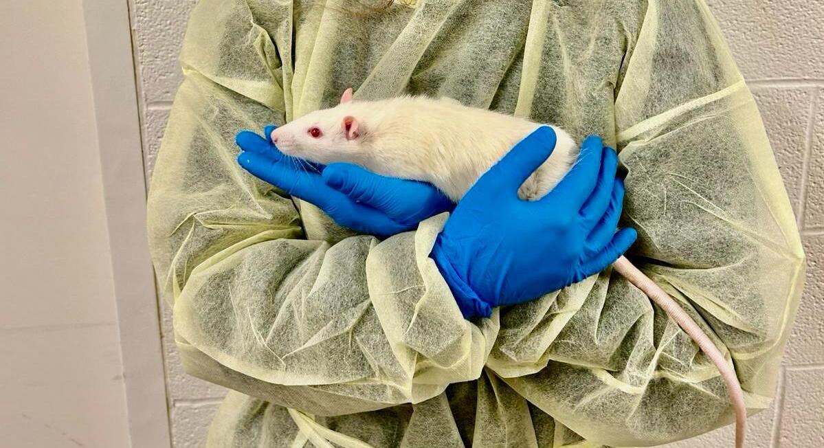 V jeseni sme si na Dartmouth College vyskúšali aj behaviorálne štúdie na potkanoch. Na fotke držím Snowball, ktorého sme si so spolužiačkami natoľko zaľúbili, že po skončení experimentov sme si ho, aj s jeho sestrou Charlotte, adoptovali. (Zdroj: archív P.B.)